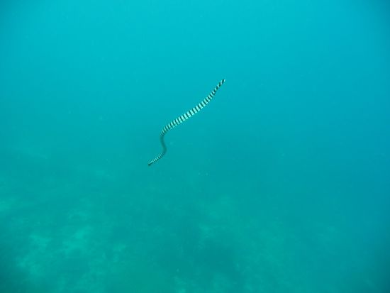 Mit neuer Luft ist sie auch schon nach einer halben Minute zurueck