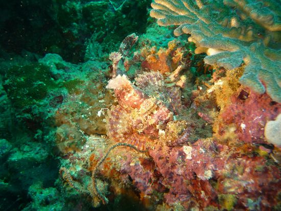 Fuer die getarnten Drachenkoepfe haben wir mittlerweile einen sehr gut geschulten Blick