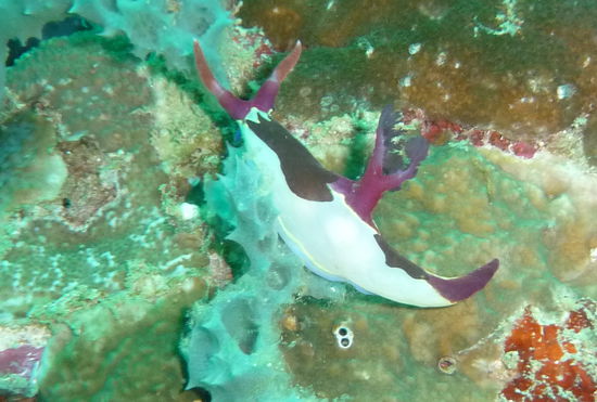 Die farbenfrohen Schnecken begeistern immer wieder