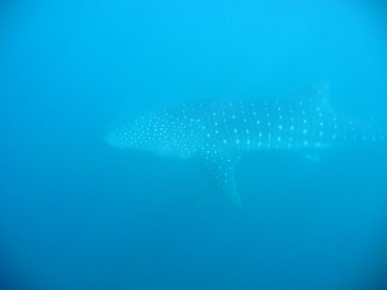 Beim Eintauchen ins Wasser kommt der Walhai vorbei