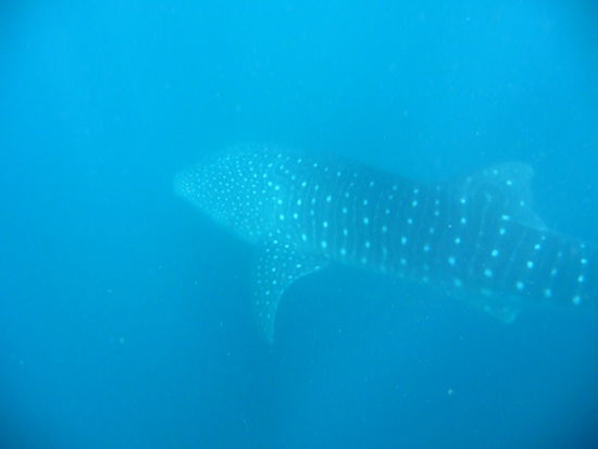 Der Bursche ist etwas zu zuegig unterwegs