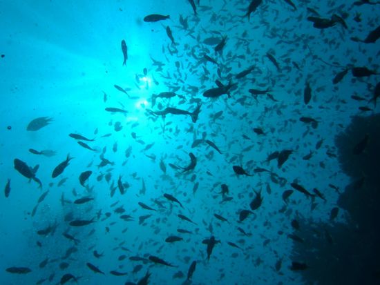 Es wimmelt von Fischen über und.......