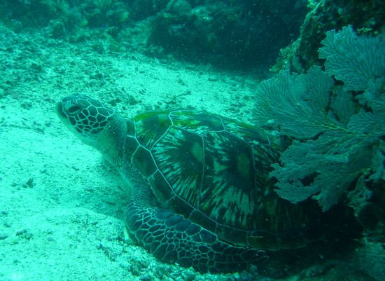 Dieses Exemplar ist ziemlich gross