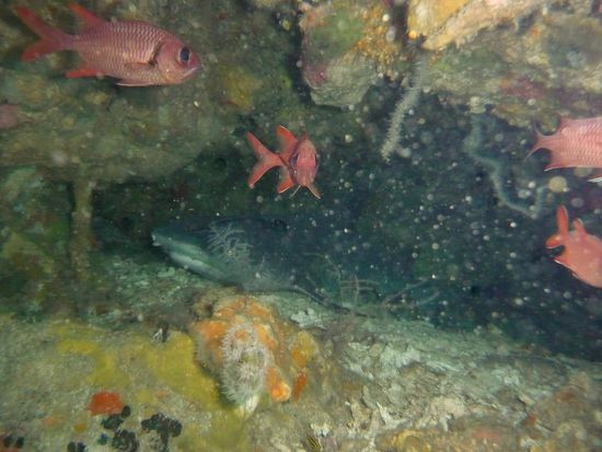 Der Weißspitzenriffhai in seiner Höhle beim Mittagsschlaf