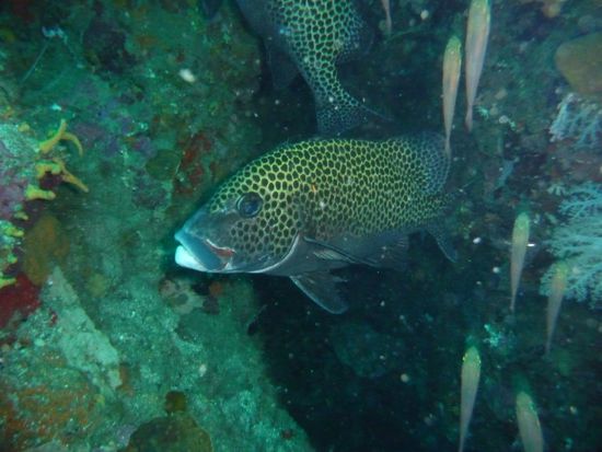 In einer Riffspalte tummeln sich ein paar Lippfische