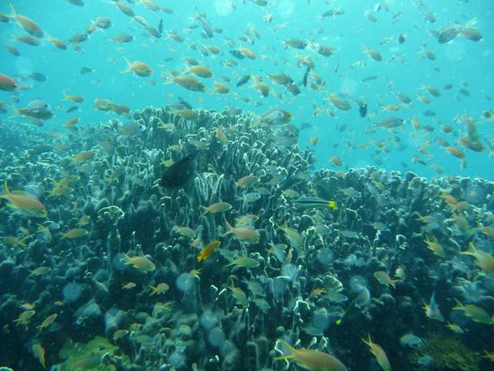 Beim Austauchen auf dem Riffdach ist immer noch viel los