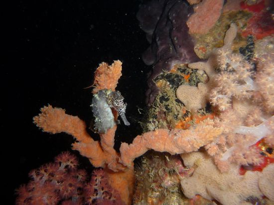Umso überraschender ist es, das sich die seltenen Seepferdchen dort offensichtlich wohlfühlen