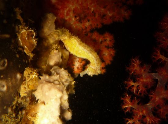 Dieses Seepferdchen schaut sich neugierig um...