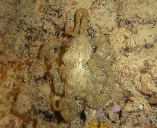 ...und entdeckt unter sich seinen Freund, den Oktopus