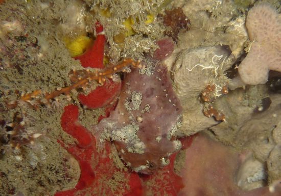 Eine Säule nebenan hat es sich ein rosafarbener Anglerfisch bequem gemacht