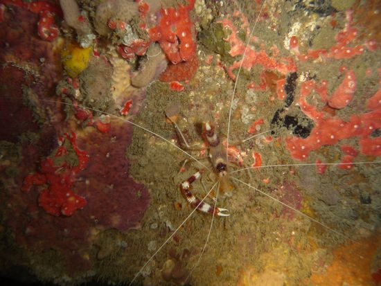 Gerade nachts hat man die Chance, Scherengarnelen gut zu sehen, da sie aus ihren Verstecken rauskommen