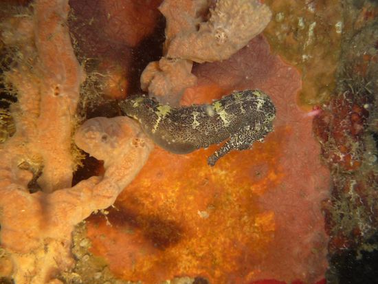 Wir finden immer wieder aufs Neue Seepferdchen