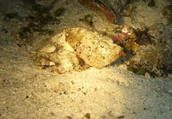 Dieser Frogfish scheint uns die Zunge rauszustrecken - Frechdachs!