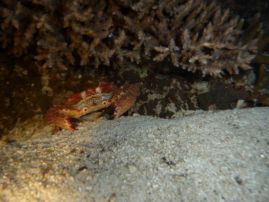 Diese Krabbe bevorzugt den Rückzug...