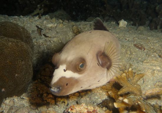 ...während dieser Kugelfisch ganz neugierig auf den Fotoapparat ist!