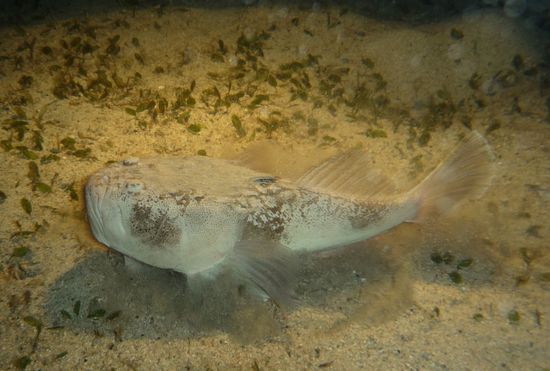 Der 'Stargazer' ist ein Meister der Tarnung und normalerweise nicht beim Schwimmen zu sehen