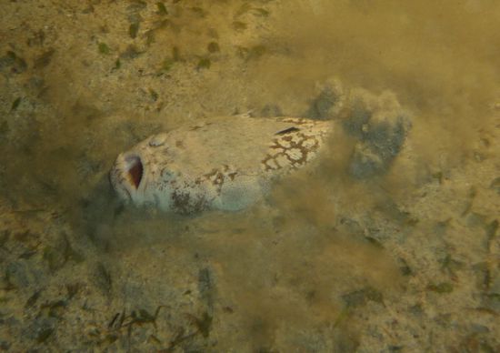 Innerhalb weniger Sekunden gräbt er sich mit seinem Hinterteil in den Sand ein...
