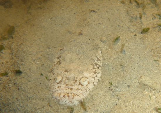 ...und in dieser Lauerstellung geht er auf Beutezug! Er reist das Maul auf und saugt durch den entstehenden Unterdruck die Beute ein