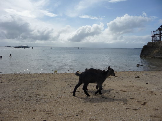 Auch Ziegen gehören zu den Badegästen...