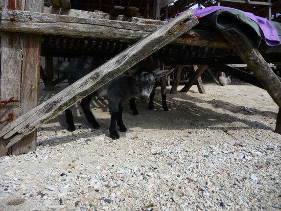 ...und suchen sich lieber ein schattiges Plätzchen