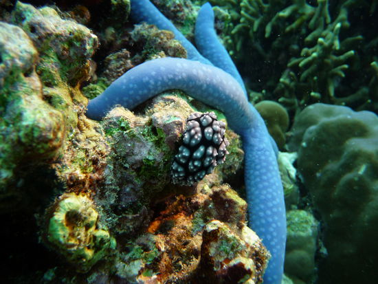 Schnecklein und Seestern