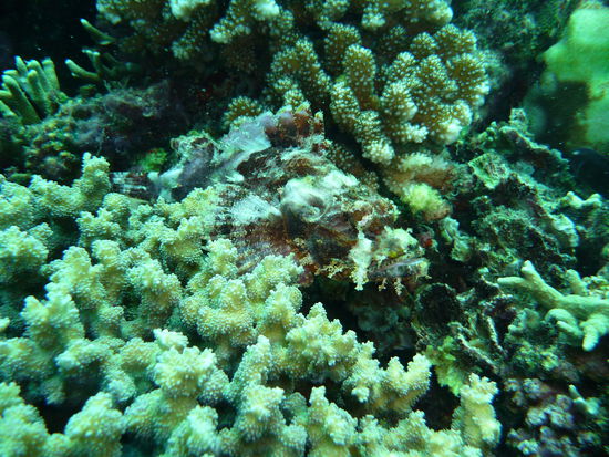 Suchspiel für Profis