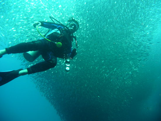 Tornado (damit sind die Fische gemeint))