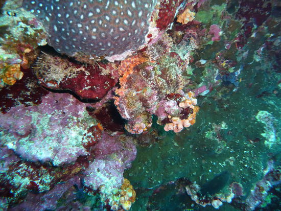 Meister der Tarnung - Wer findet den Drachenkopf zuerst?