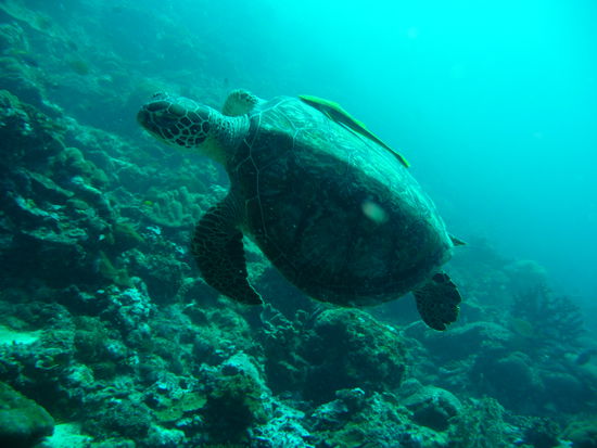Schildkröte mit Schiffshalter