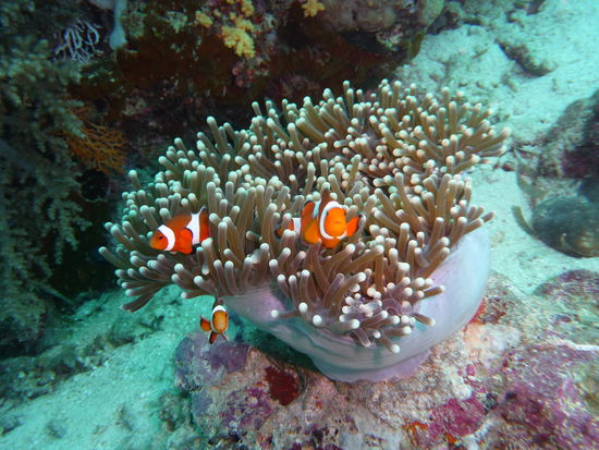 Anemonenkoralle mit Clownfischen