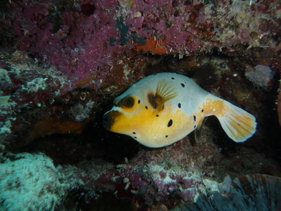 Weihnachtskugel ohne Christbaum