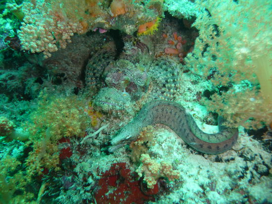 Drachenkopf und Muräne teilen sich ein gemeinsames Versteck