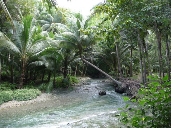 Flußlandschaft im Regenwald