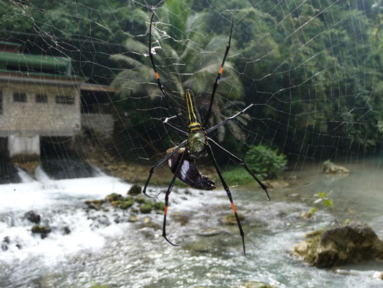 Spinne beim Frühstück
