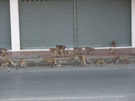 Auch die Affen müssen sich an die Ordnung im Straßenverkehr halten