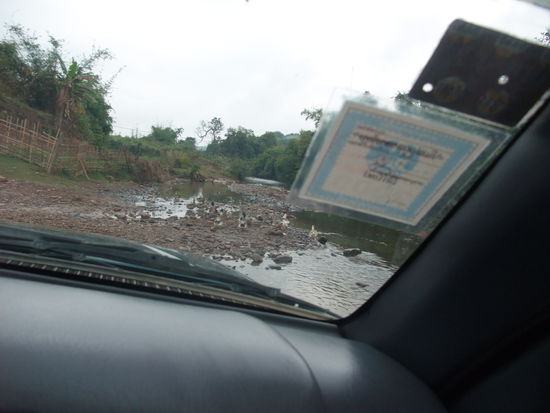Die Enten haben gleich die Flucht ergriffen. Aber nicht weit, denn offensichichtlcih war das nichts neues für sie.