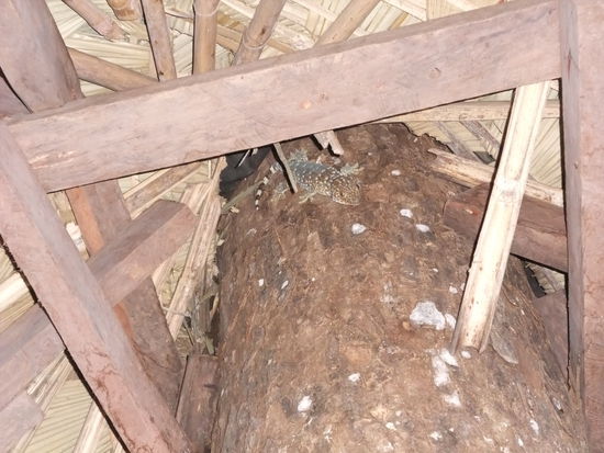 Nächtliche Tierbesucher im dach wecken unser Interesse und unsere Phantasie