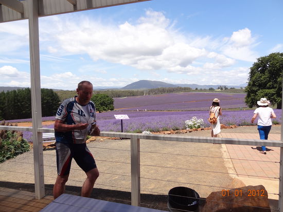 Besuch der Lavendelfarm auf dem Weg nach Launcester