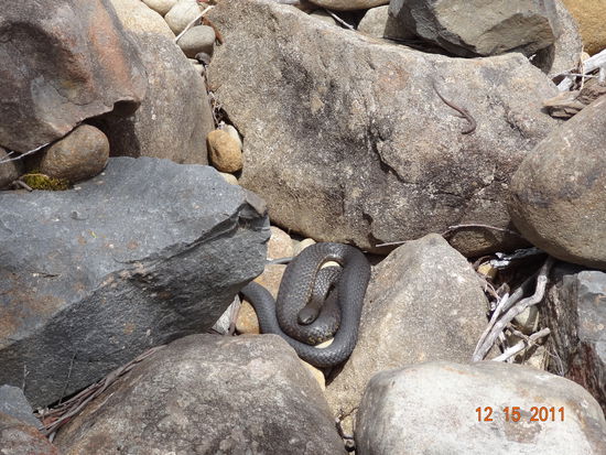 ist das nicht ein liebes Tierchen?