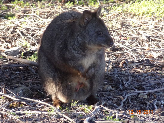 koennt ihr auch den Nachwuchs im Beutel erkennen?