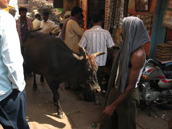 Kuh in Strasse in Delhi