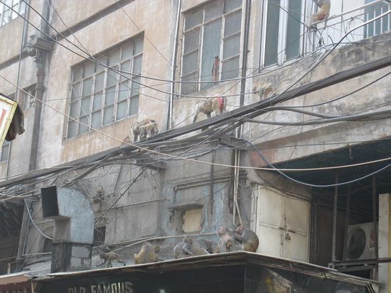 Ganz Normal in Delhi