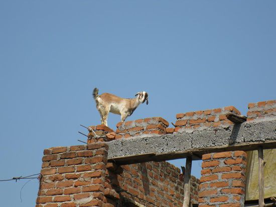 Ziege auf Dach