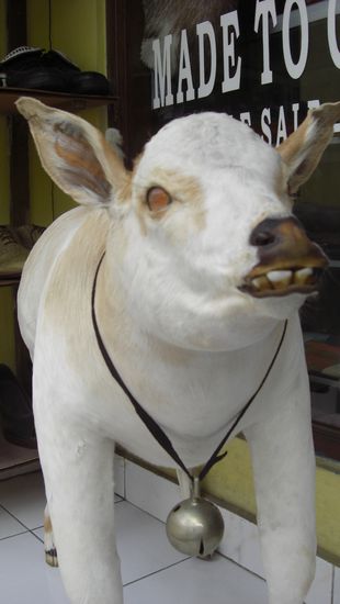 Die krasseste Kuh auf Bali ( mit Abstand )