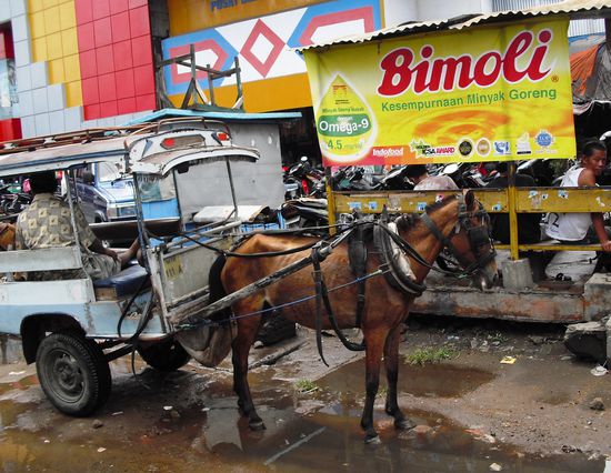 Die Pferdchen können einem echt Leid tun... Haben die Pferdekutschen boykotiert, was zu langen Fußmärschen auf den Gillis führte.. ( dort gibt es kein anderes Transportmittel )