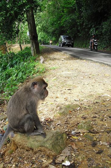 Den Berg hinauf, habe ich so viele Affen gesehen, wie noch nie zuvor in meinem Leben..