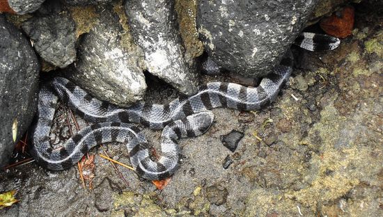 und die darf natürlich auch nicht fehlen.. Lag direkt am Tempel zwischen den Steinen... hätte  sie beinah übersehen