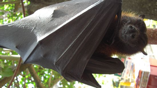 Die hängen hier so ab und zu mal rum