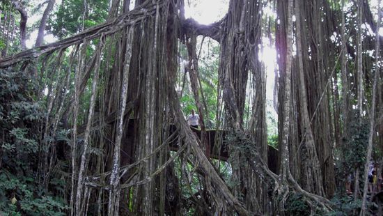 .... findet Kony....