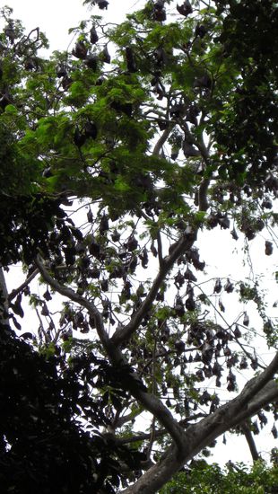 Ein Baum voll mit KSK-Fledermäusen / Insider ( Flughunde )